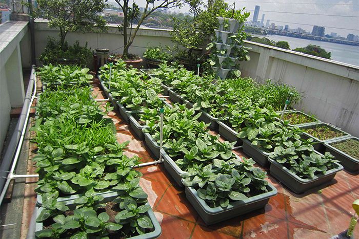 پرورش گل و گیاه، سیزیجات برروی پشت بام