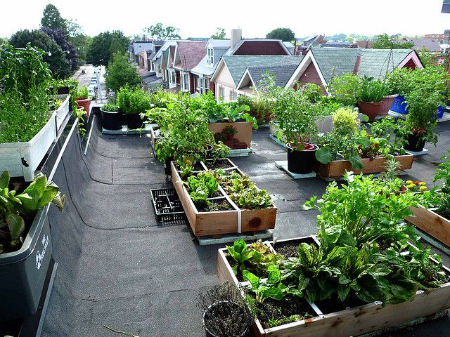 روش سبزیکاری برروی پشت بام با فلارباکس