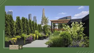 Arborvitaes For Privacy