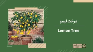 Lemon-tree-for-rooftop-garden_1