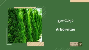 arborvitae-for-rooftop-garden