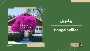 bougainvillea-roof-garden