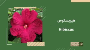 hibiscus-plant-for-rooftop-garden