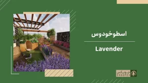 lavender-tree-for-roof-garden