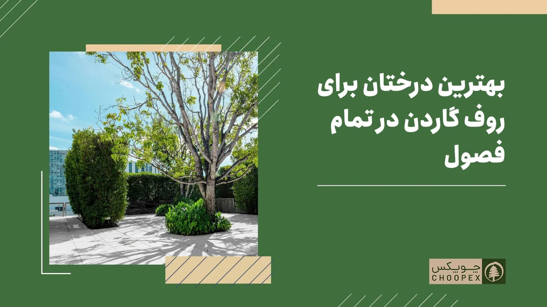 22 درخت و گیاه مناسب برای روف گاردن در تمام فصول