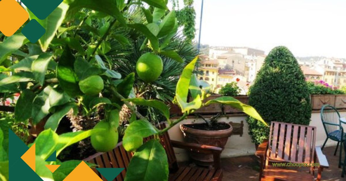 درخت لیمو در روف گاردن
