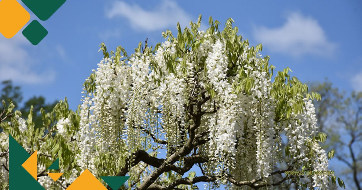 درخت ویستریا ژاپنی