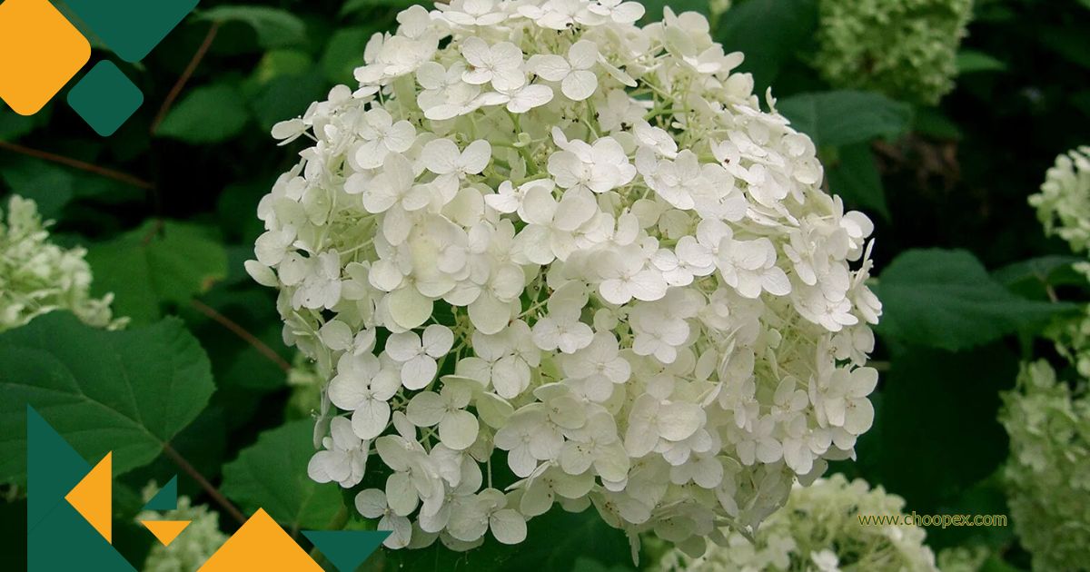 گیاه هیدرانسیا