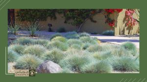 Blue Fescue