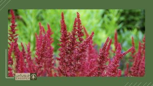 astilbe fanal