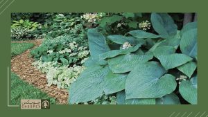 big daddy hosta