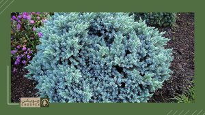 blue-star-juniper