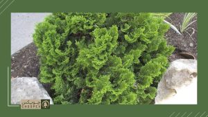 dwarf hinoki cypress