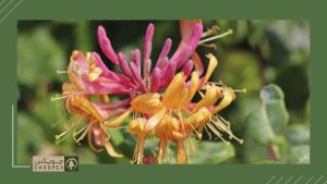 gold flame honeysuckle