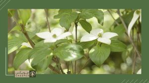 kousa dogwood