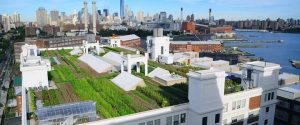 Brooklyn Grange