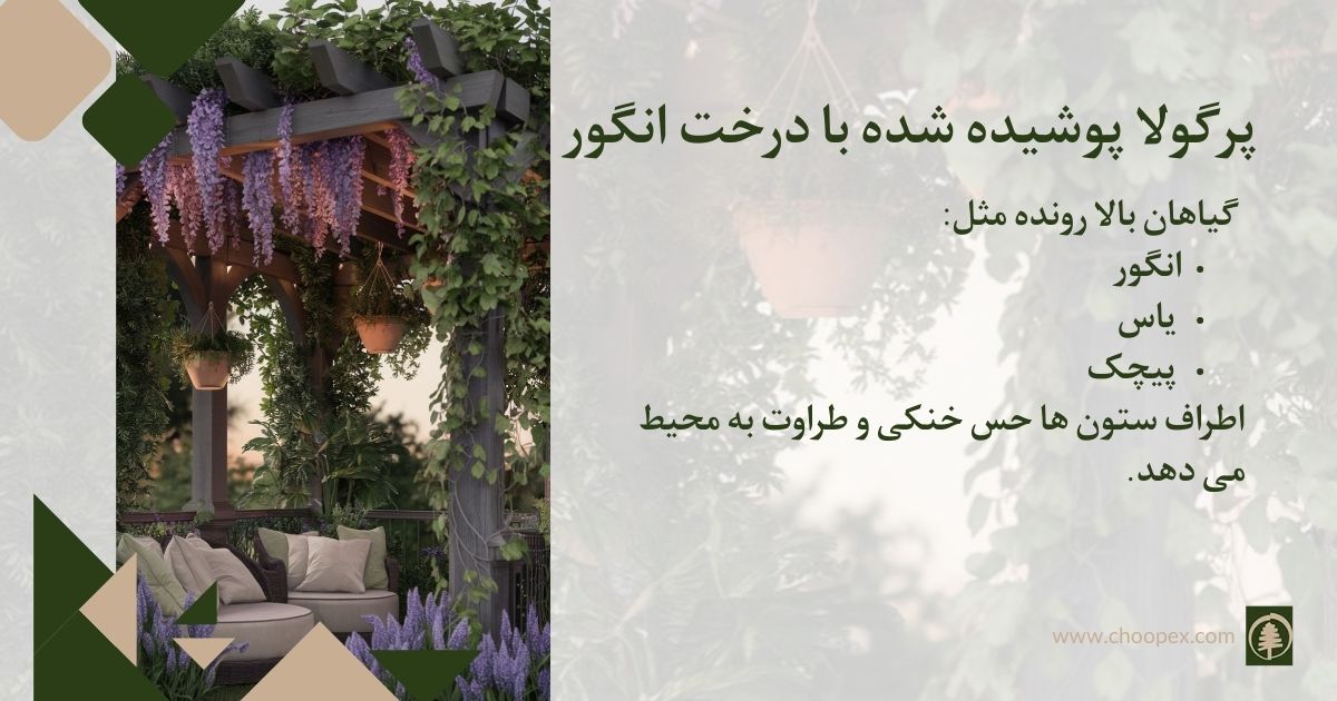 پرگولا پوشیده شده با درخت انگور